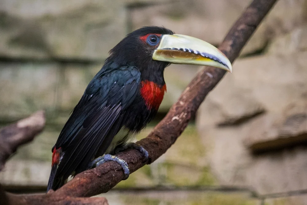 Azara-Aracari (Pteroglossus azara)