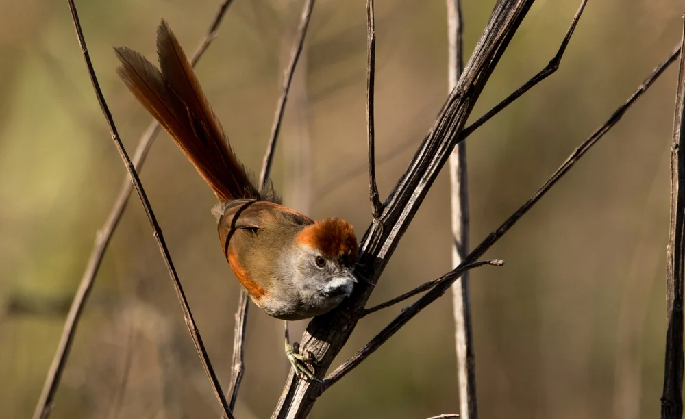 Azara-Dornensteiger (Synallaxis azarae)