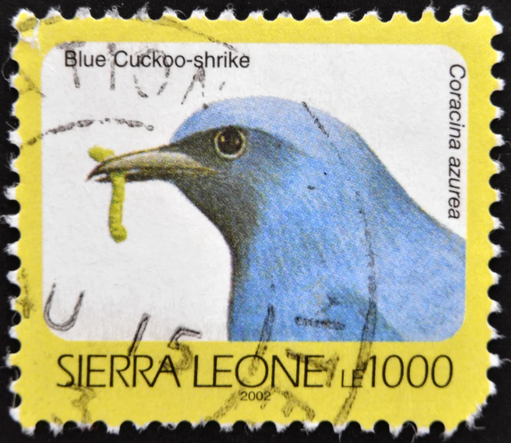 Azur-Raupenfänger (Coracina azurea)