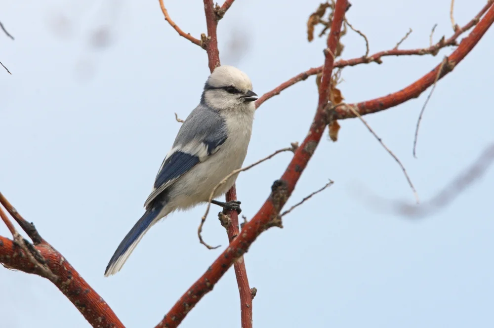 Azurmeise (Cyanistes cyanus)