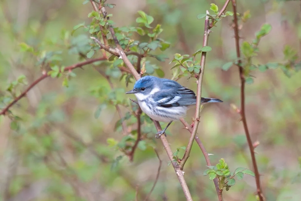 Azurwaldsänger (Setophaga cerulea)