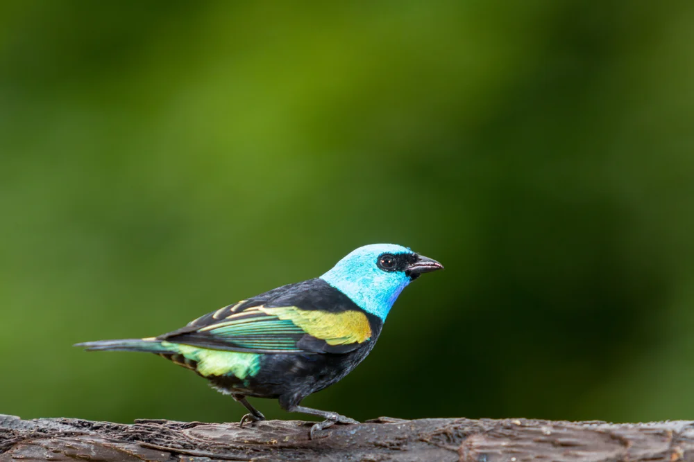 Azurwangen-Tangare (Tangara cyanotis)