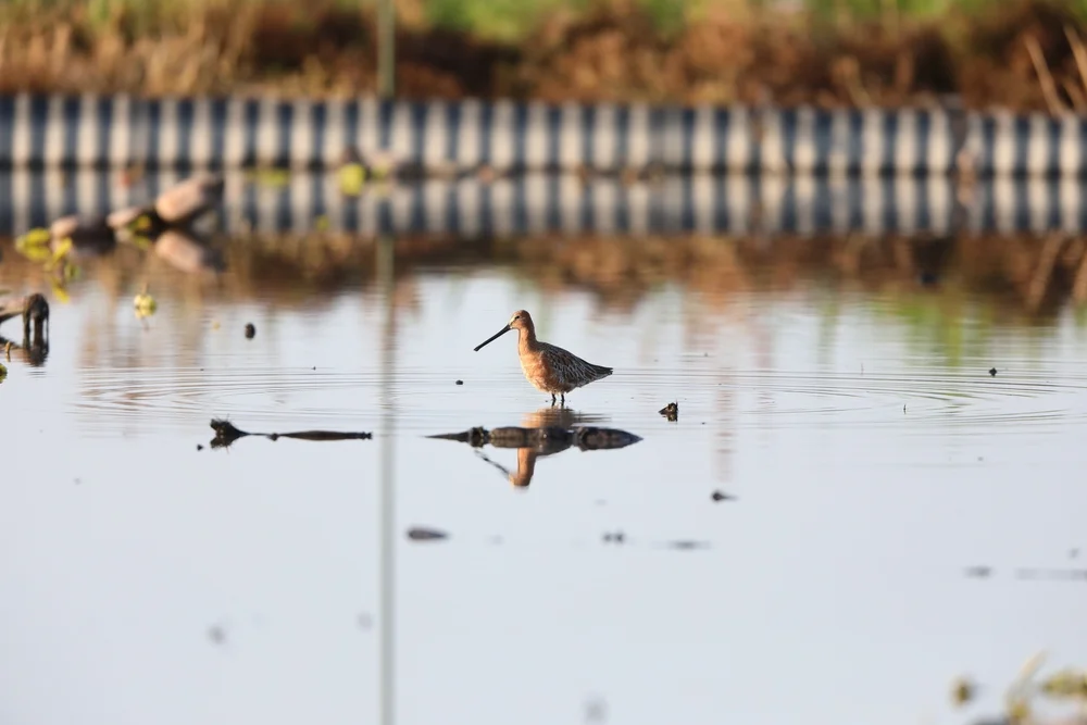 Bändchenkehl-Honigfresser (Lichenostomus fasciogularis)