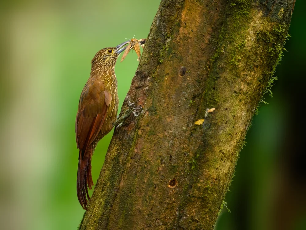 Bänder-Baumsteiger (Xipholena atropurpurea)