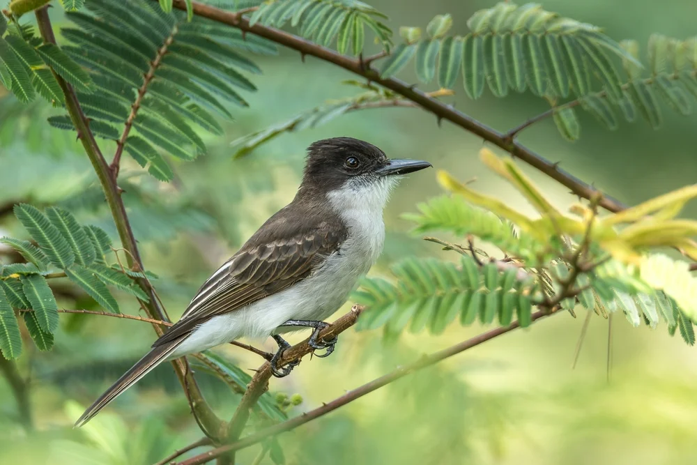 Bänder-Königstyrann (Tyrannus caudifasciatus)