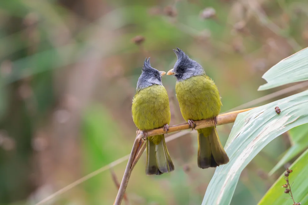 Bänder-Laubsänger (Spizixos semitorques)