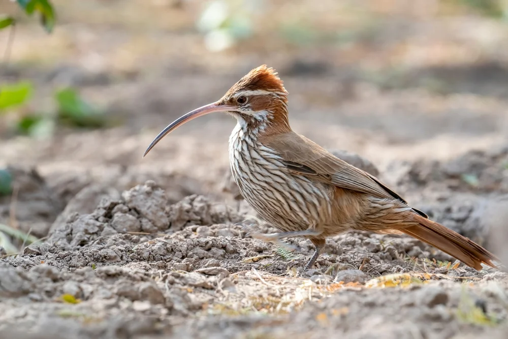 Bänder-Schlüpfer (Xiphorhynchus ocellatus)