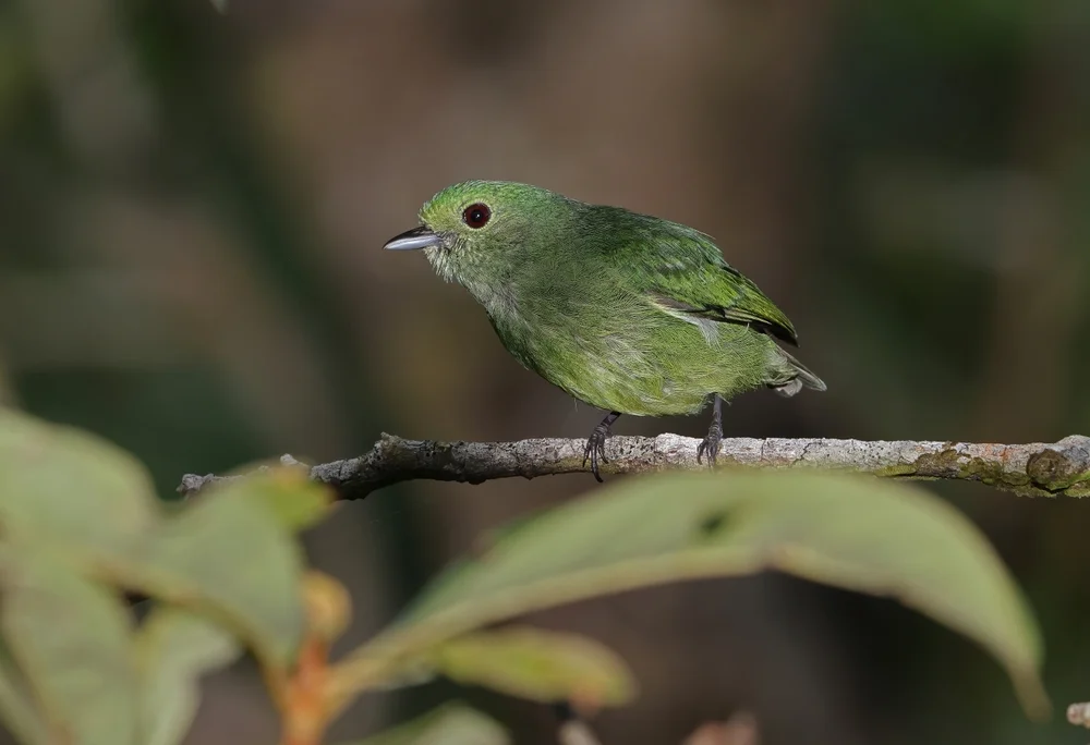Bänder-Schmuckvogel (Lepidothrix coronata)