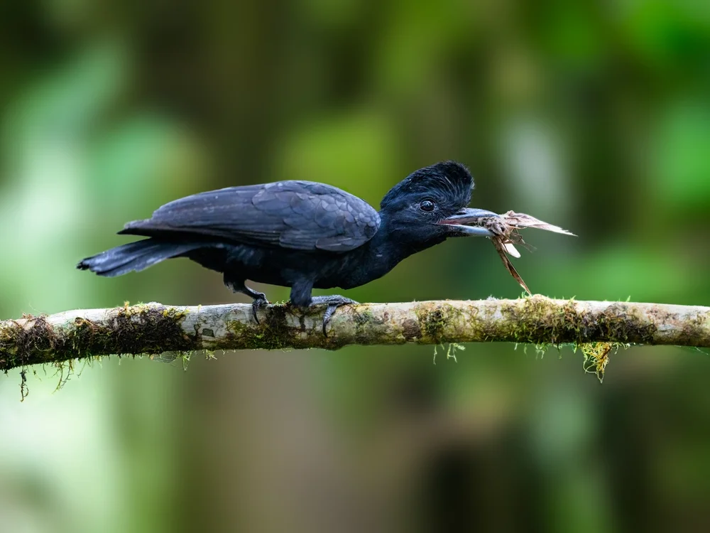 Bänder-Schopfhäher (Cephalopterus ornatus)