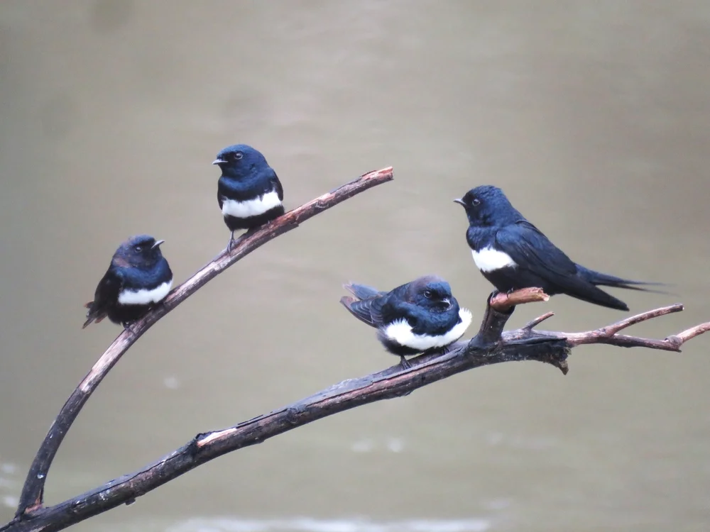 Bänder-Uferschwalbe (Atticora fasciata)