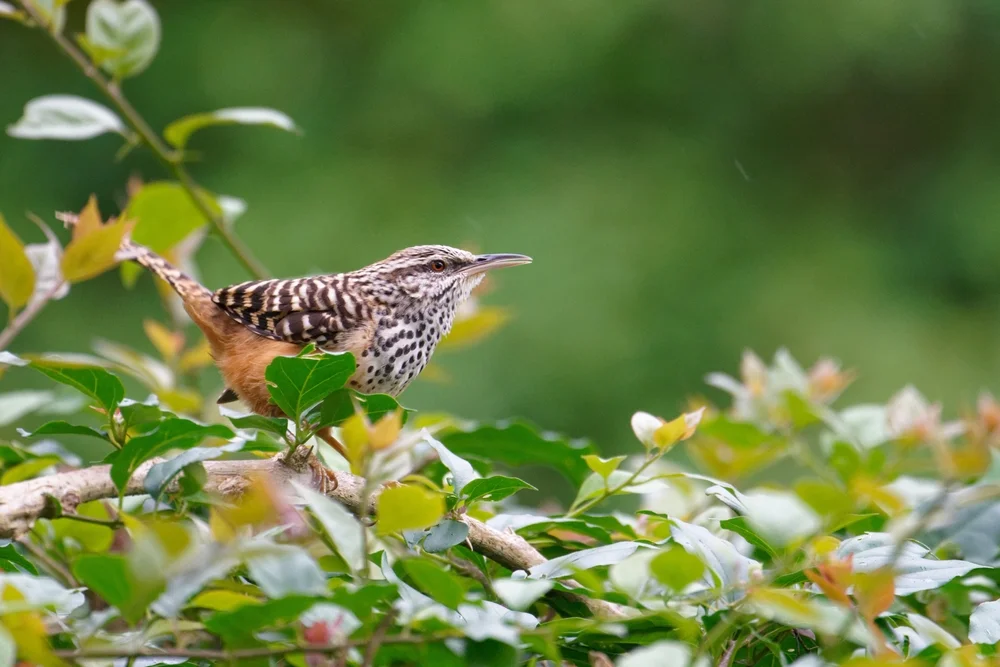 Bänderbrust-Zaunkönig (Thryophilus pleurostictus)