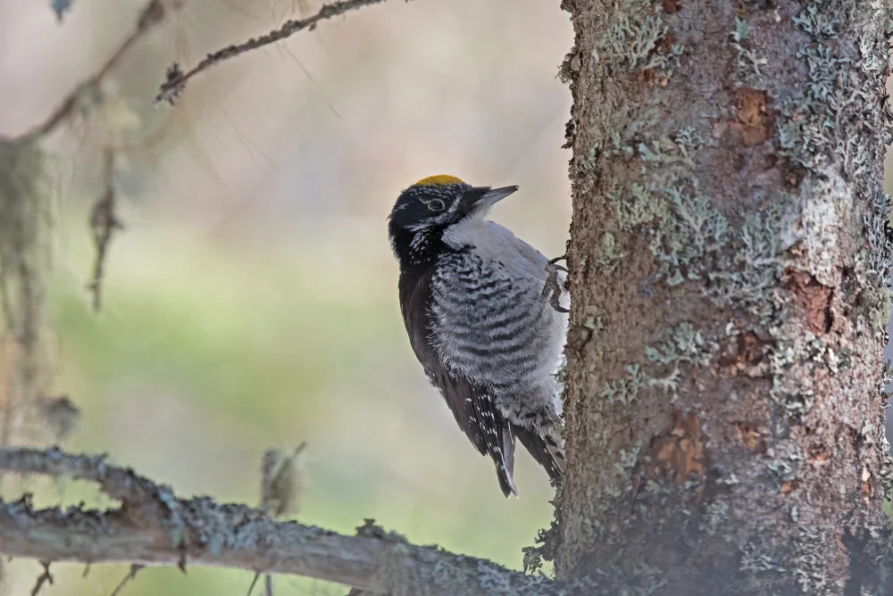 Bänderbuntspecht (Picoides dorsalis)