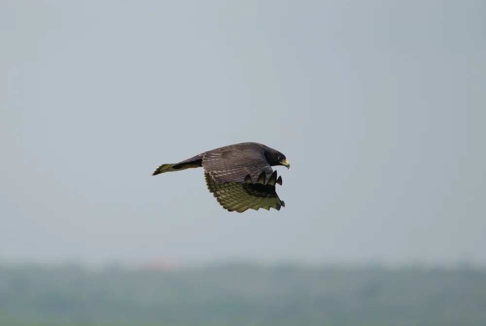 Bänderbussard (Buteo augur)