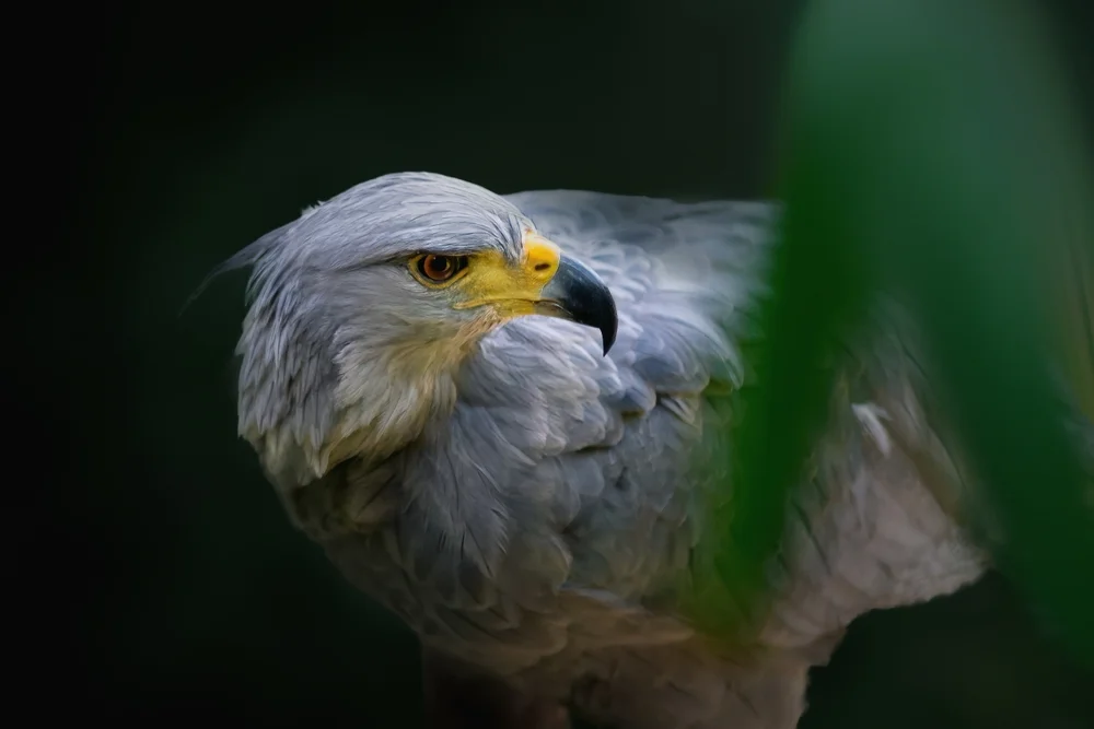 Bänderhabicht (Buteogallus coronatus)