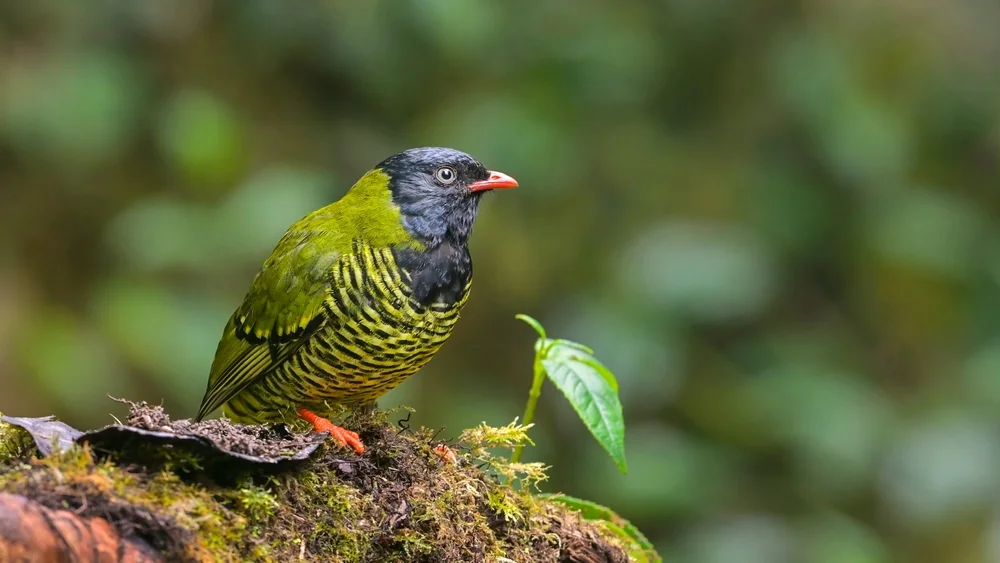 Bänderpipreola (Pipreola arcuata)