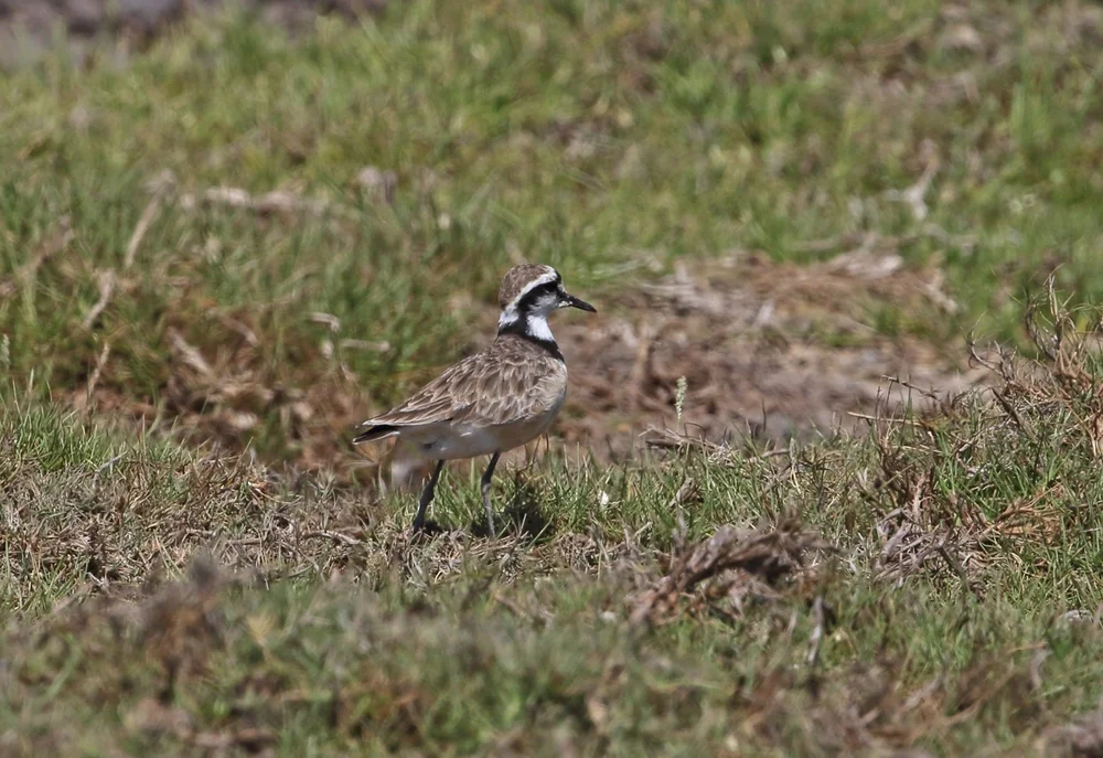 Bänderregenpfeifer (Charadrius thoracicus)