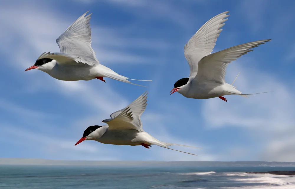 Bänderseeschwalbe (Stema vittata)