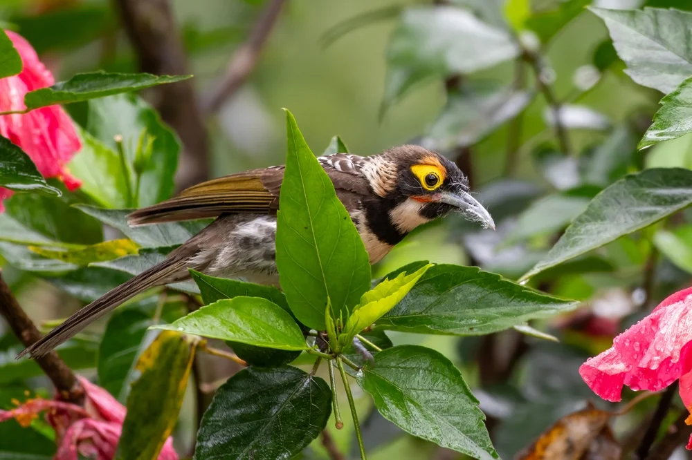 Bändriger Honigfresser (Melidectes torquatus)