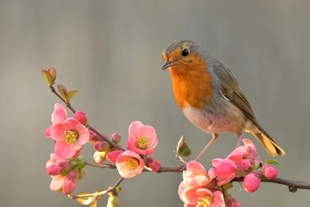 Baers Bergsperling (Compsospiza baeri)