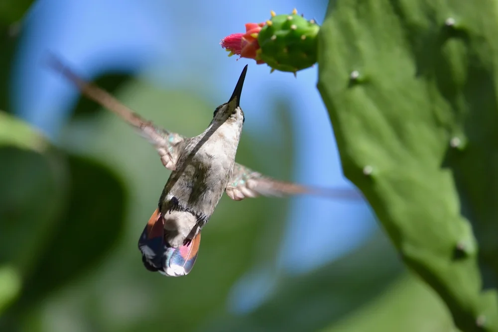 Bärs Weißschwanz-Schattenkolibri (Leucippus baeri)