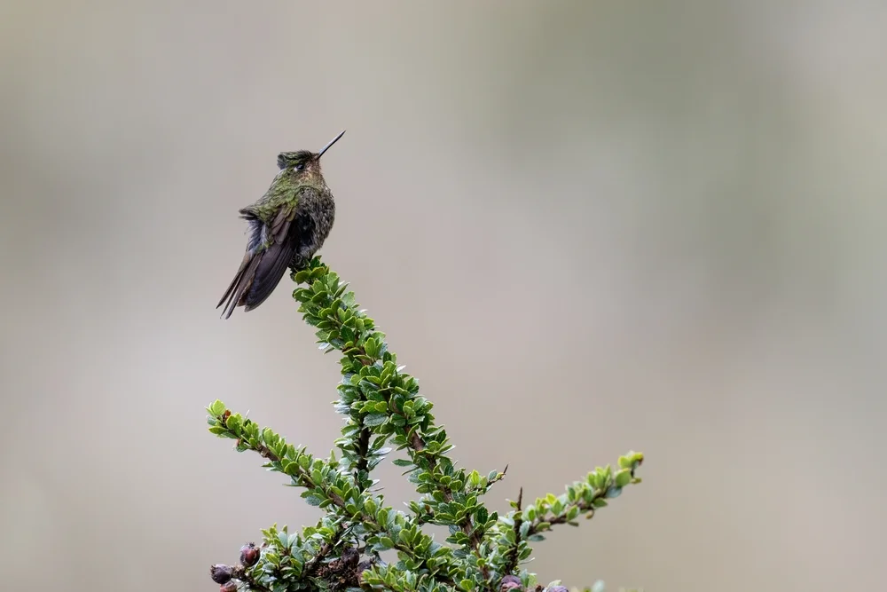 Bärtiger Andenkolibri (Metallura eupogon)