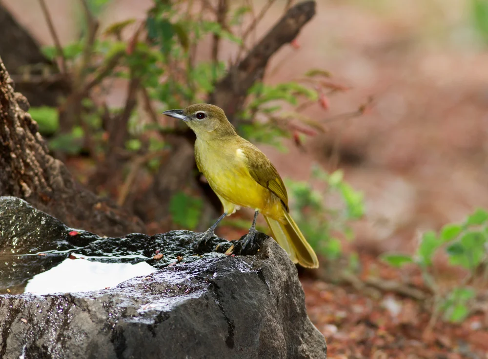 Bärtiger Bülbül (Criniger barbatus)