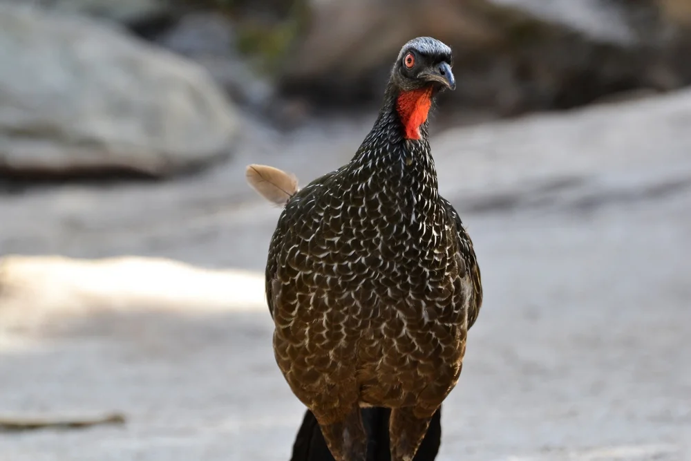 Bärtiger Guan (Penelope barbata)