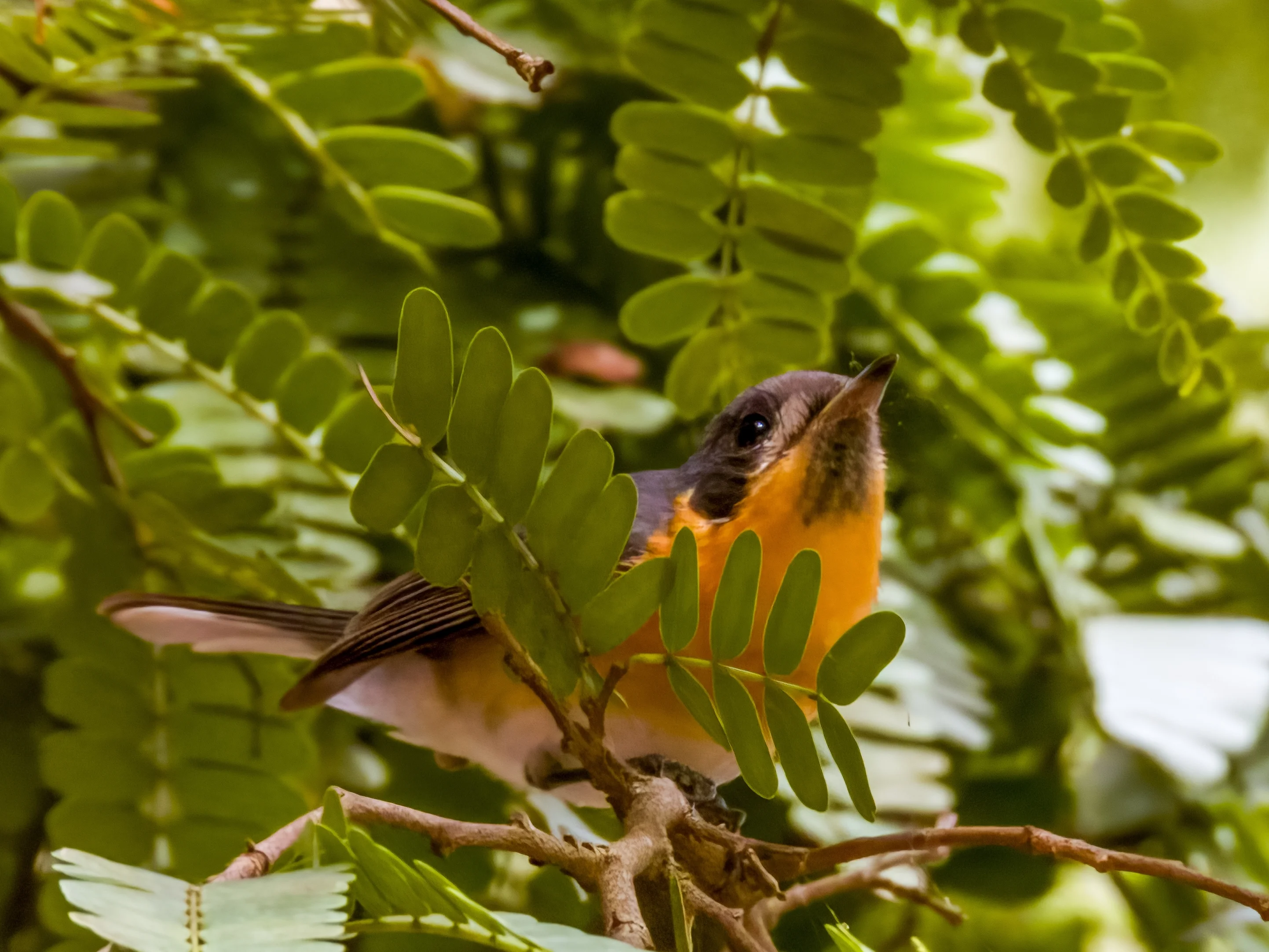 Bärtiger Zwerghoniganzeiger (Symposiachrus barbatus)