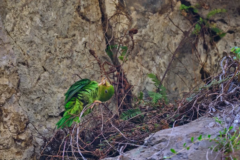 Bärtiger Zwergpapagei (Bolborhynchus orbygnesius)