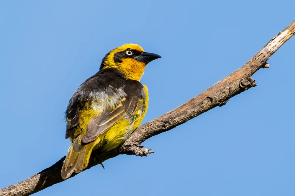 Baglafecht-Weber (Ploceus baglafecht)