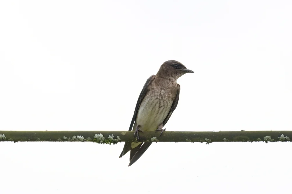 Bahamas-Schwalbe (Progne murphyi)