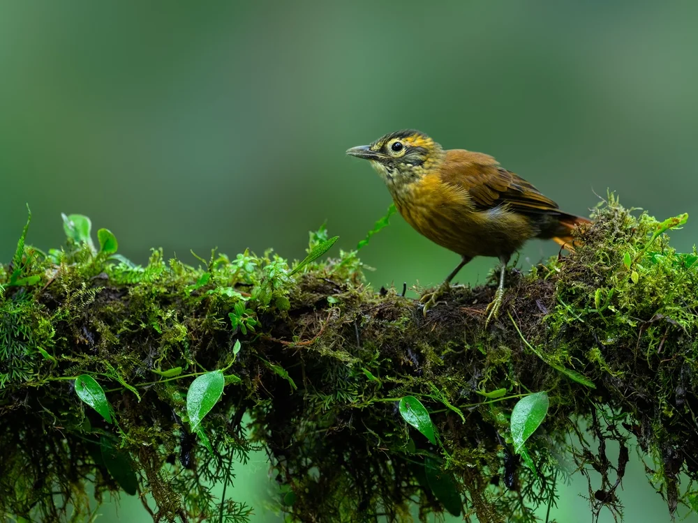 Bahia-Laubtil (Philydor novaesi)