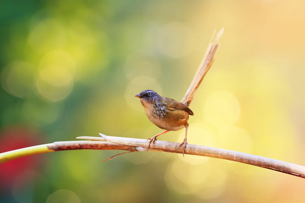 Bairds Grasmückenrohrsänger (Prinia bairdii)