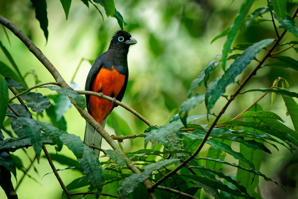 Bairds Quetzal (Trogon bairdii)
