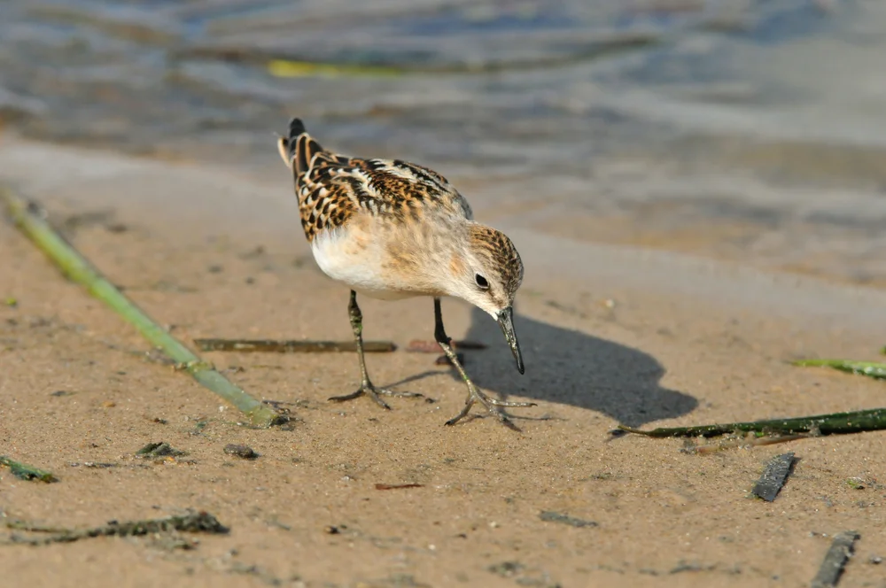 Bairds Strandläufer (Calidris bairdii)