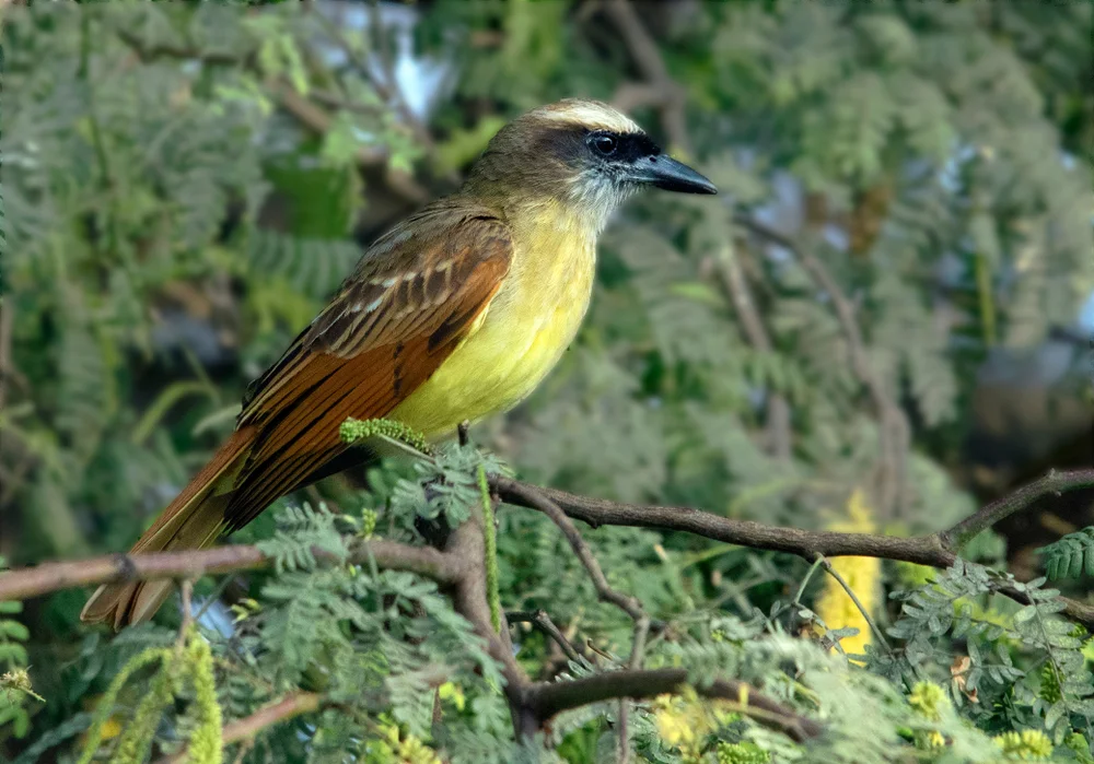 Bairds Tyranne (Myiodynastes bairdii)
