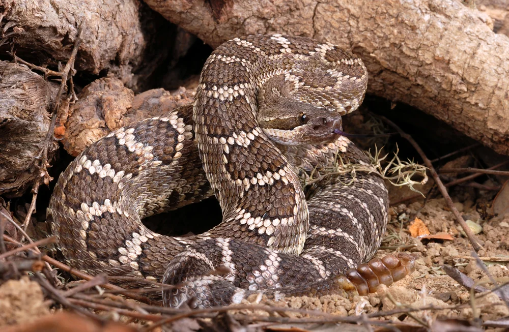 Baja California Klapperschlange (Crotalus stejnegeri)