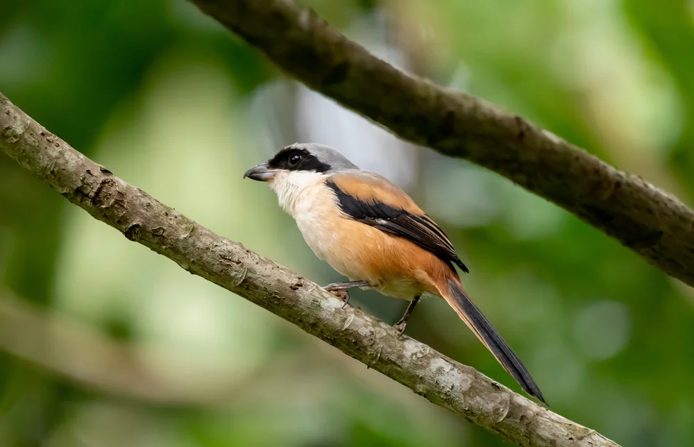 Bajawürger (Lanius vittatus)