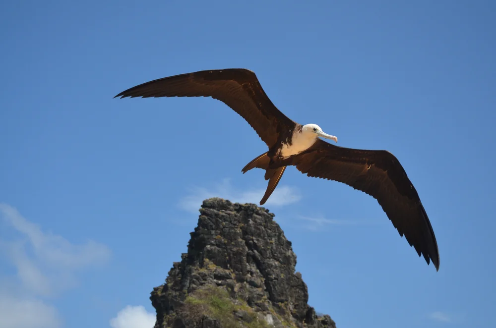Balearo-Sturmtaucher (Puffinus lherminieri)