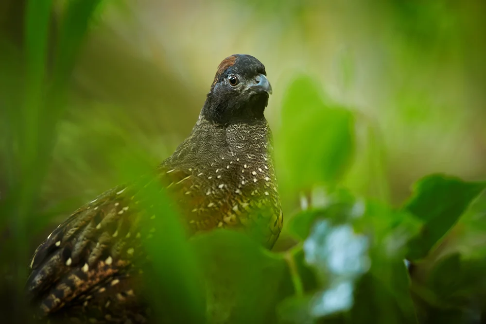 Ballivians Zahnwachtel (Odontophorus balliviani)