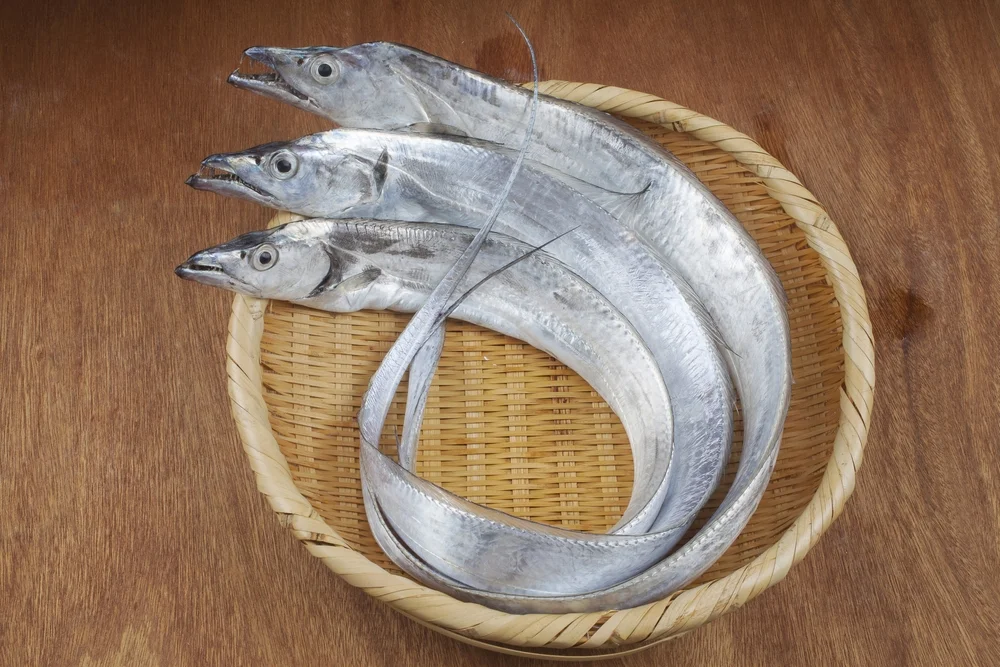 Bandfische (Cepolidae)