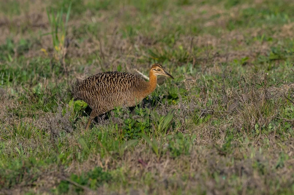 Bandzwergtinamu (Crypturellus transfasciatus)