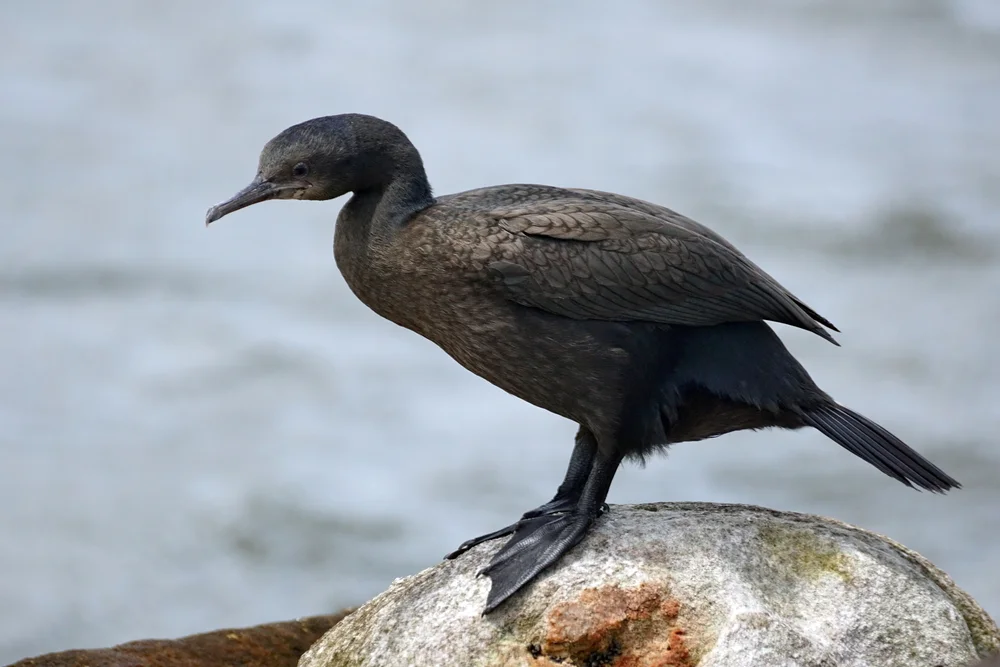 Banks-Kormoran (Phalacrocorax neglectus)