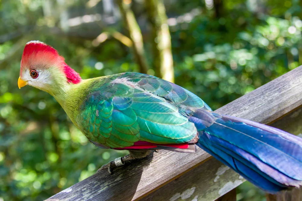 Bannerman-Turako (Tauraco bannermani)