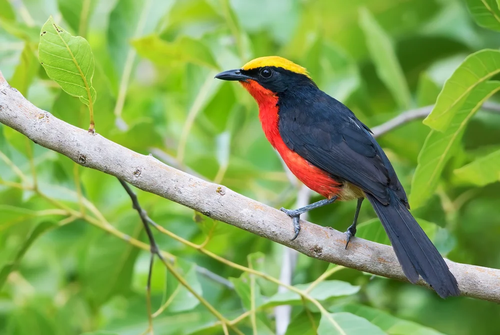 Barbarenwürger (Laniarius barbarus)