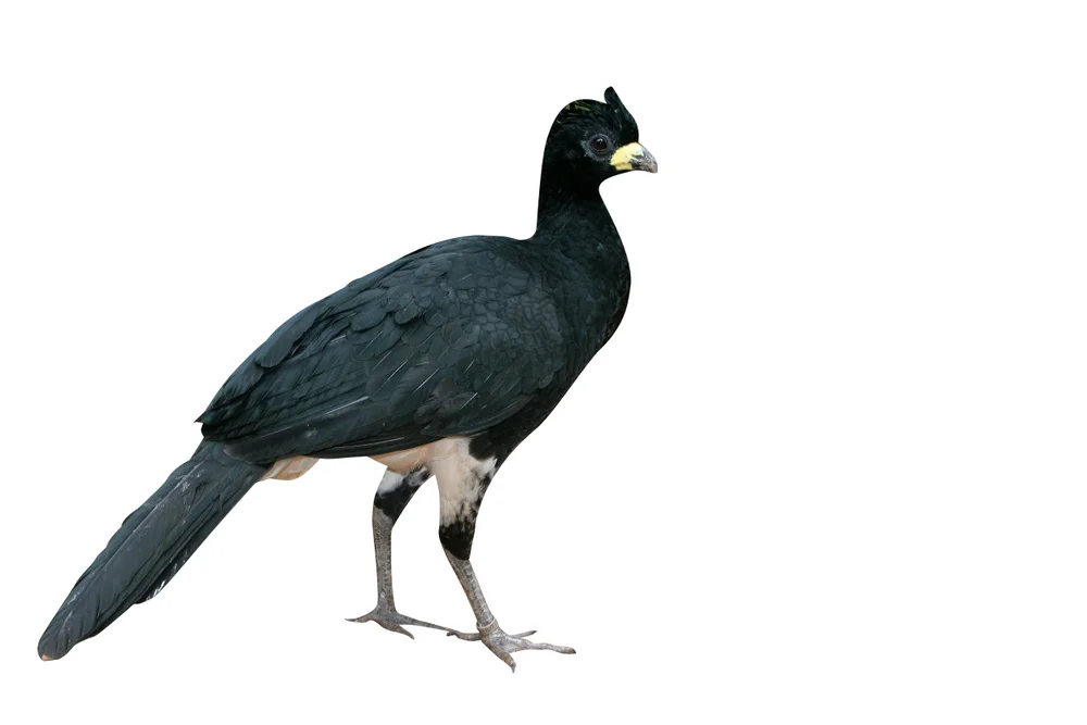 Barethroat (Crax fasciolata)