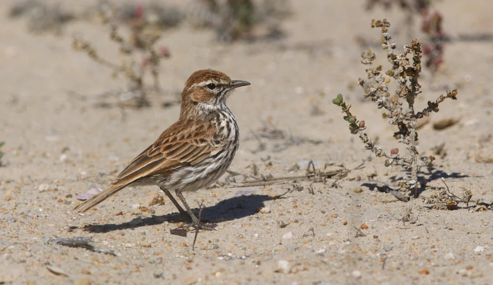 Barlow-Lerche (Calendulauda barlowi)