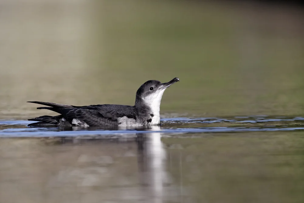 Barolis Sturmtaucher (Puffinus bailloni)