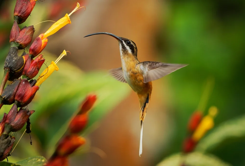 Bart-Schattenkolibri (Phaethornis syrmatophorus)