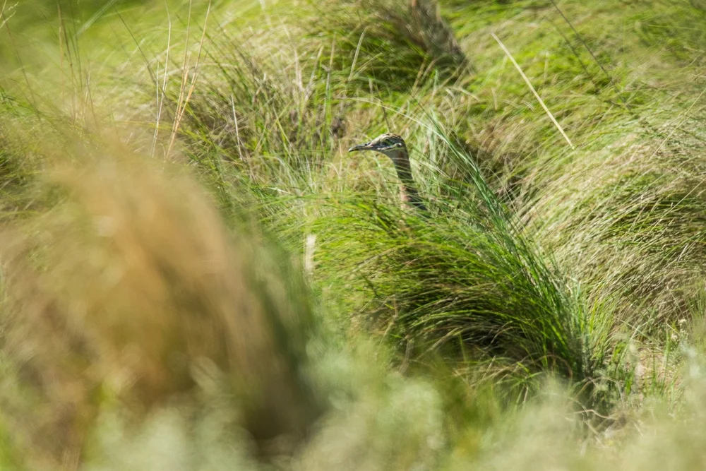 Bartletts Zwergtinamu (Crypturellus bartletti)